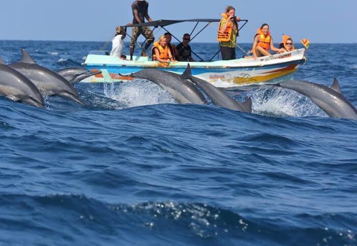 Whale Watching